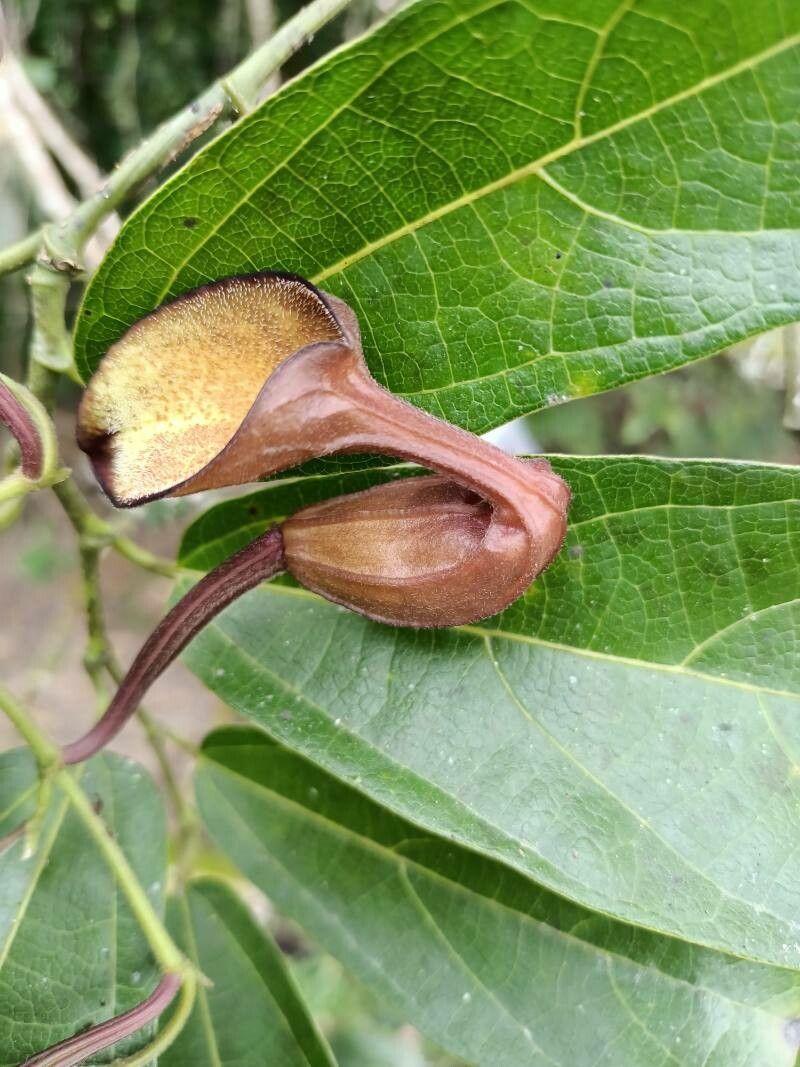 Aristolochia maxima flower