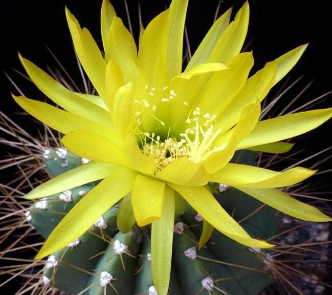 Soehrensia walteri — houseplant care guide