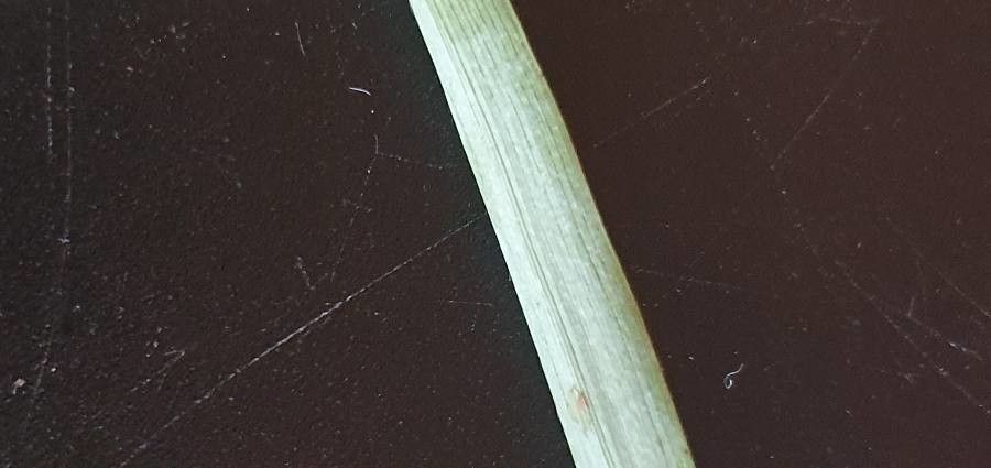 Ischaemum afrum — related species from the same genus