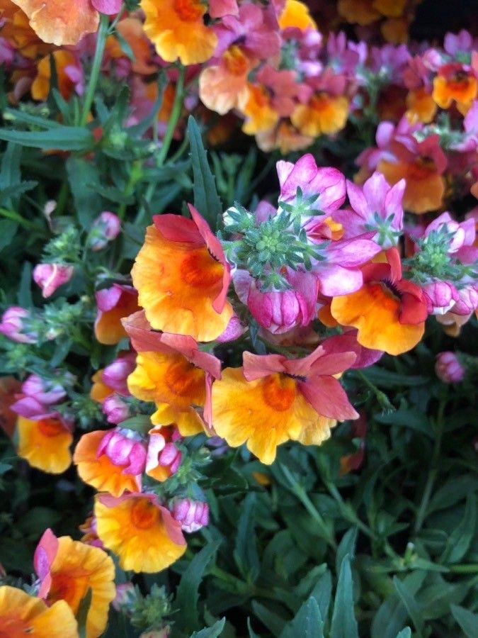 Nemesia strumosa flower
