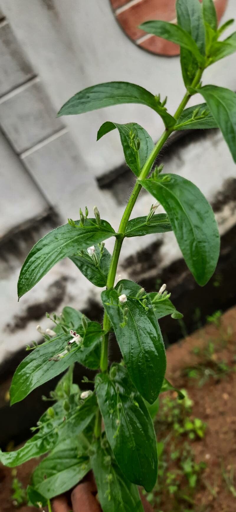 Andrographis echioides — related species from the same genus