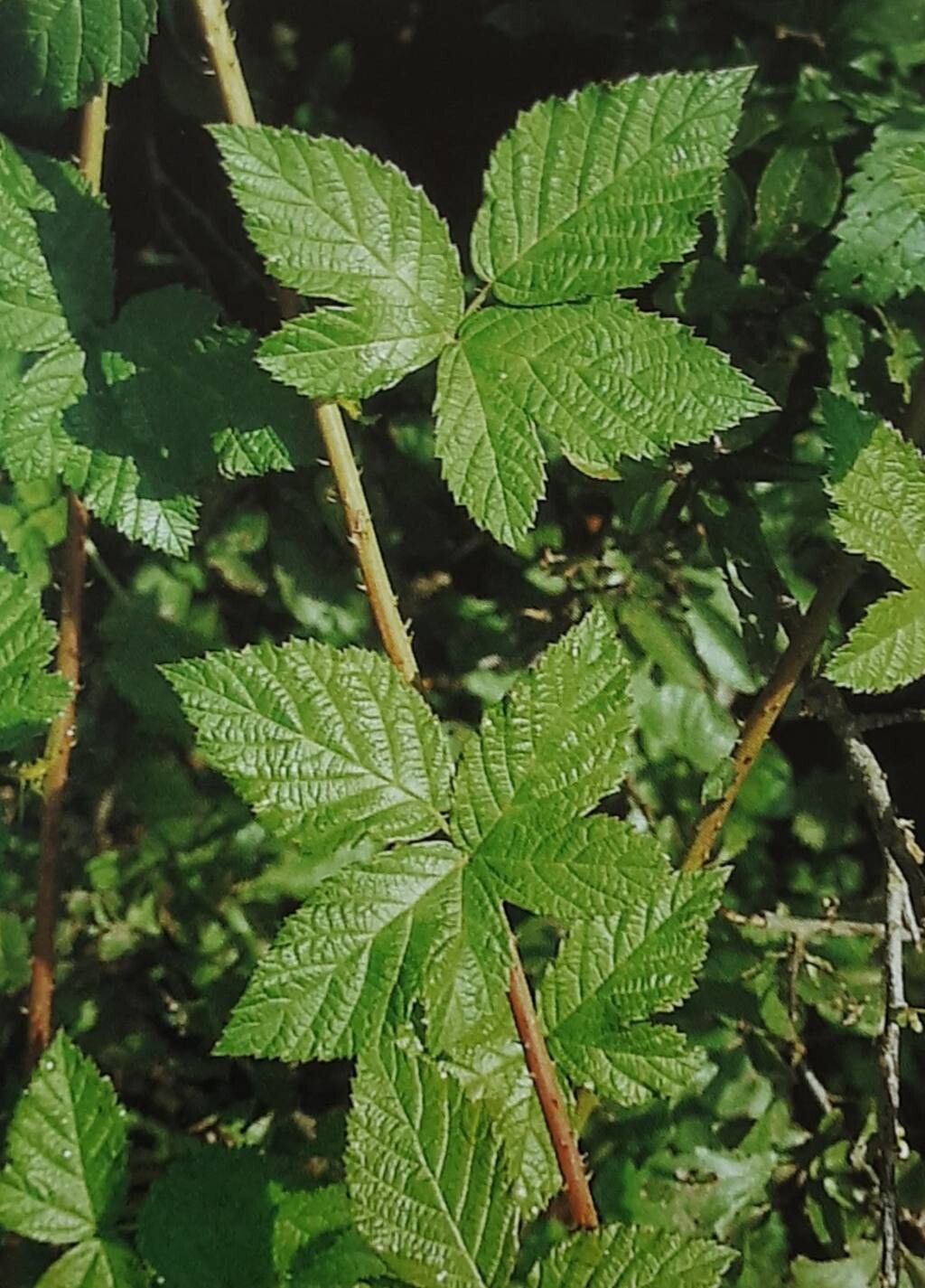 Rubus rhombicus — houseplant care guide