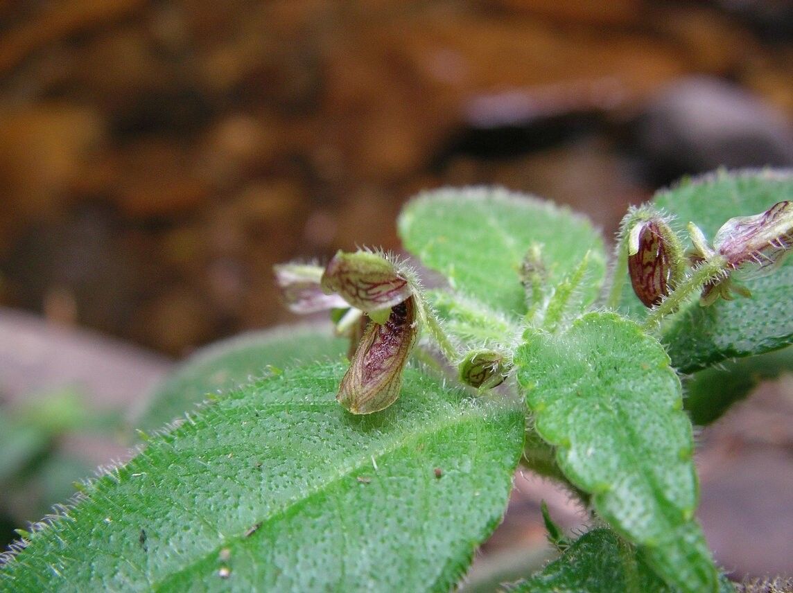 Impatiens pilosissima — houseplant care guide