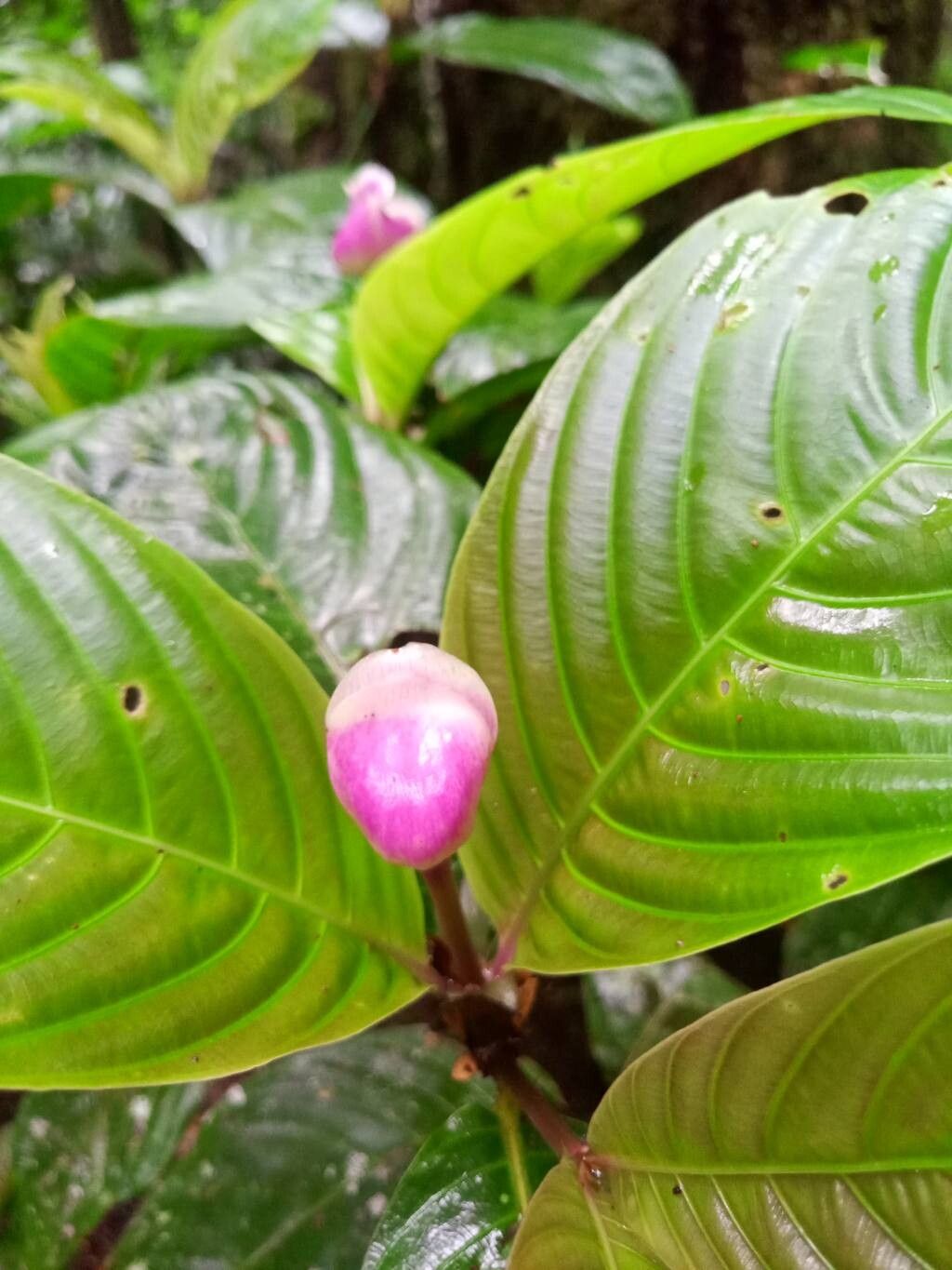 Palicourea urceolata flower