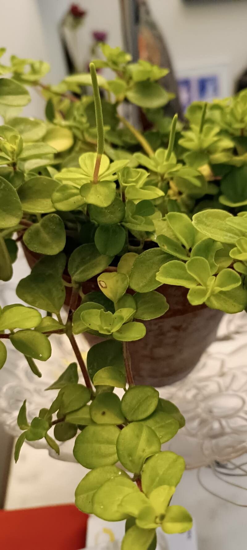 Peperomia deppeana — search result for 'Peperomia'