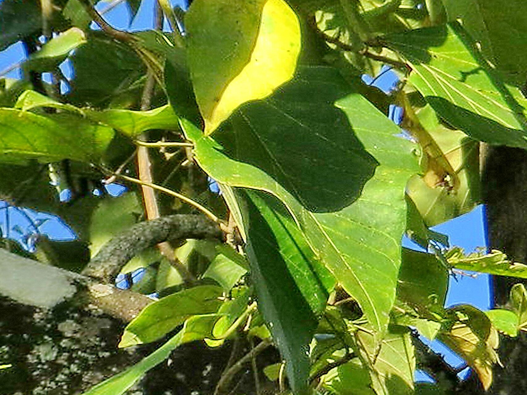 Aleurites rockinghamensis — related species from the same genus