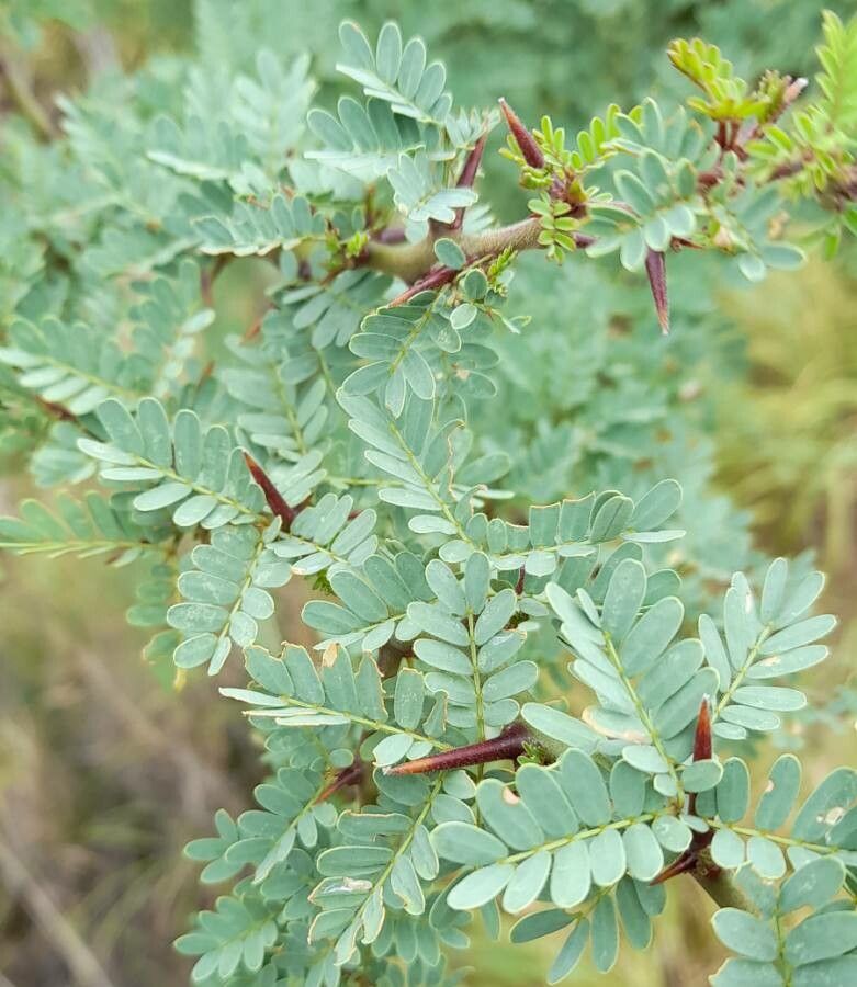 Parkinsonia praecox — search result for 'Parkinsonia'