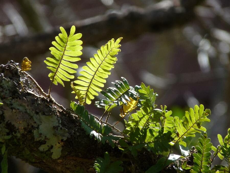 Pleopeltis polypodioides leaf