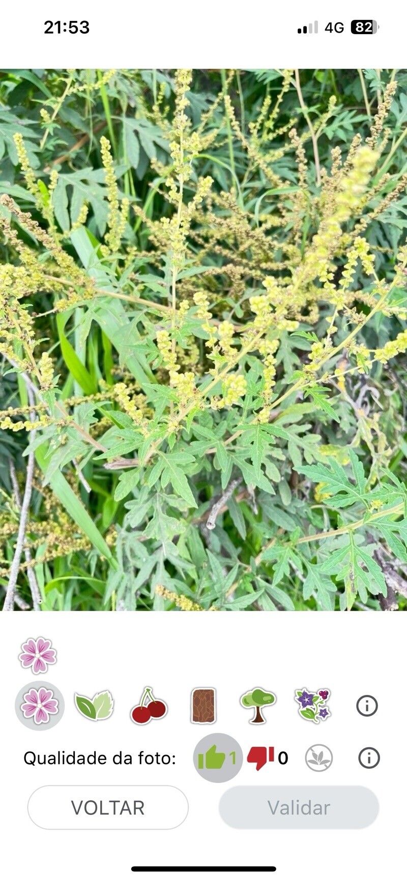 Ambrosia polystachya habit