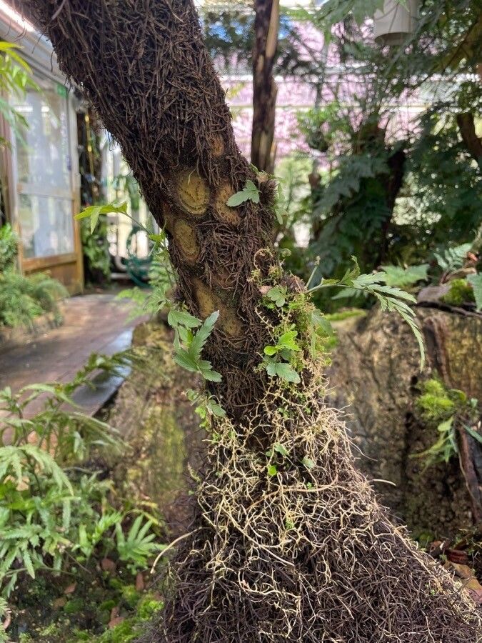 Alsophila australis bark