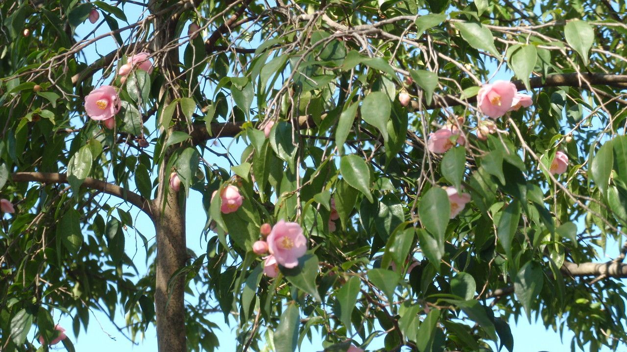Camellia rosiflora habit