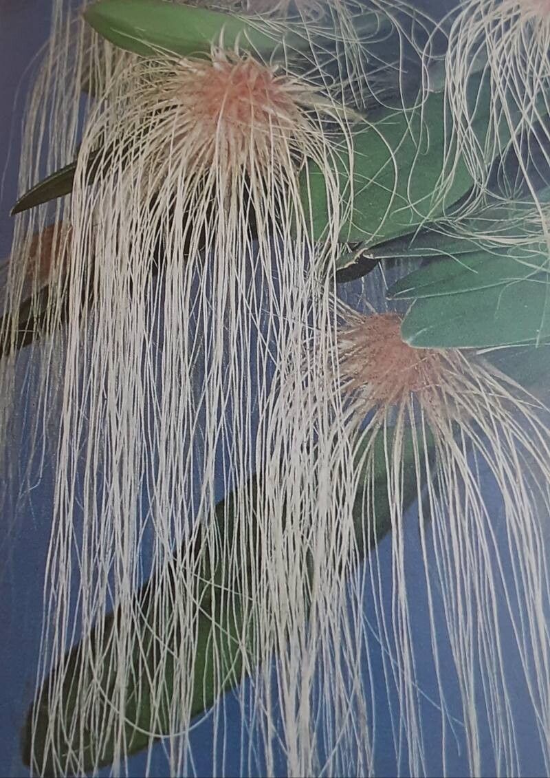 Bulbophyllum medusae — houseplant care guide