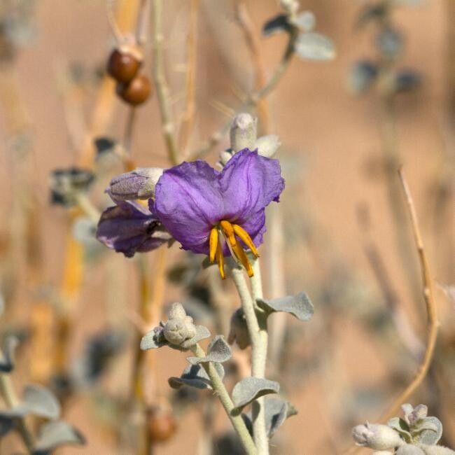 Solanum oligacanthum — houseplant care guide