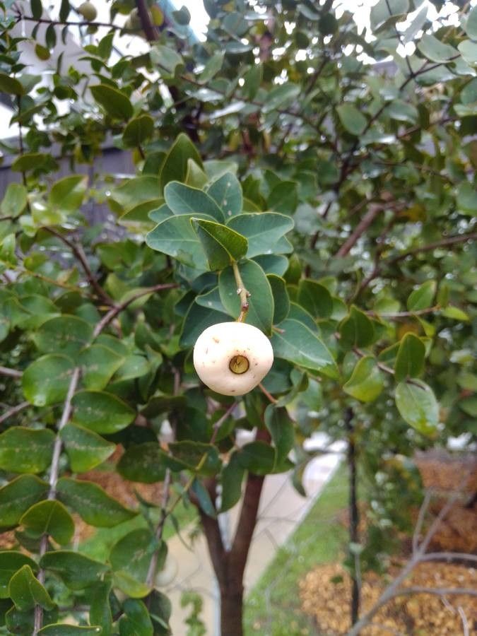 Syzygium baudouinii fruit
