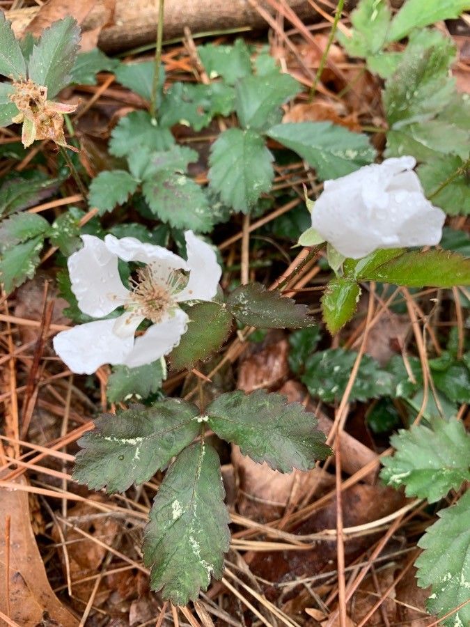 Rubus albiflorus flower