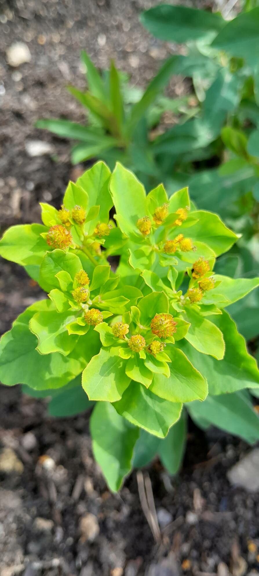 Euphorbia epithymoides fruit