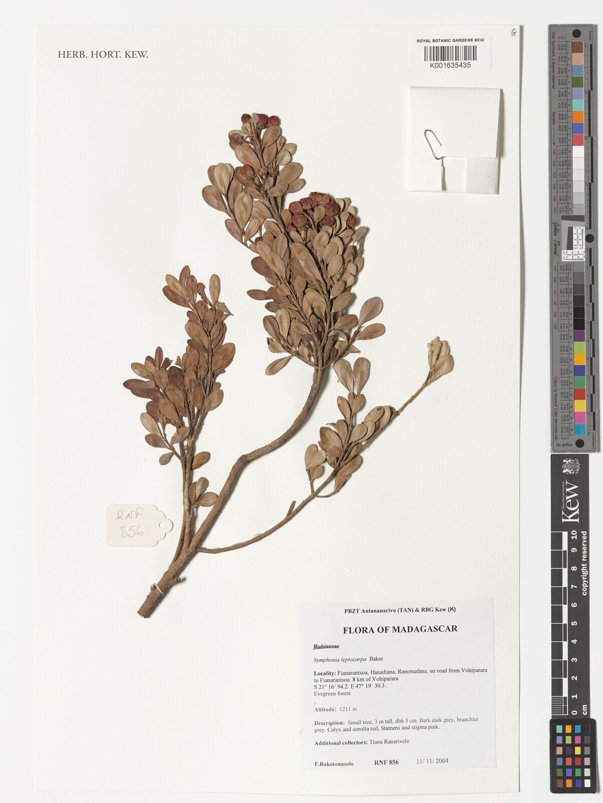 Symphonia lepidocarpa — related species from the same genus