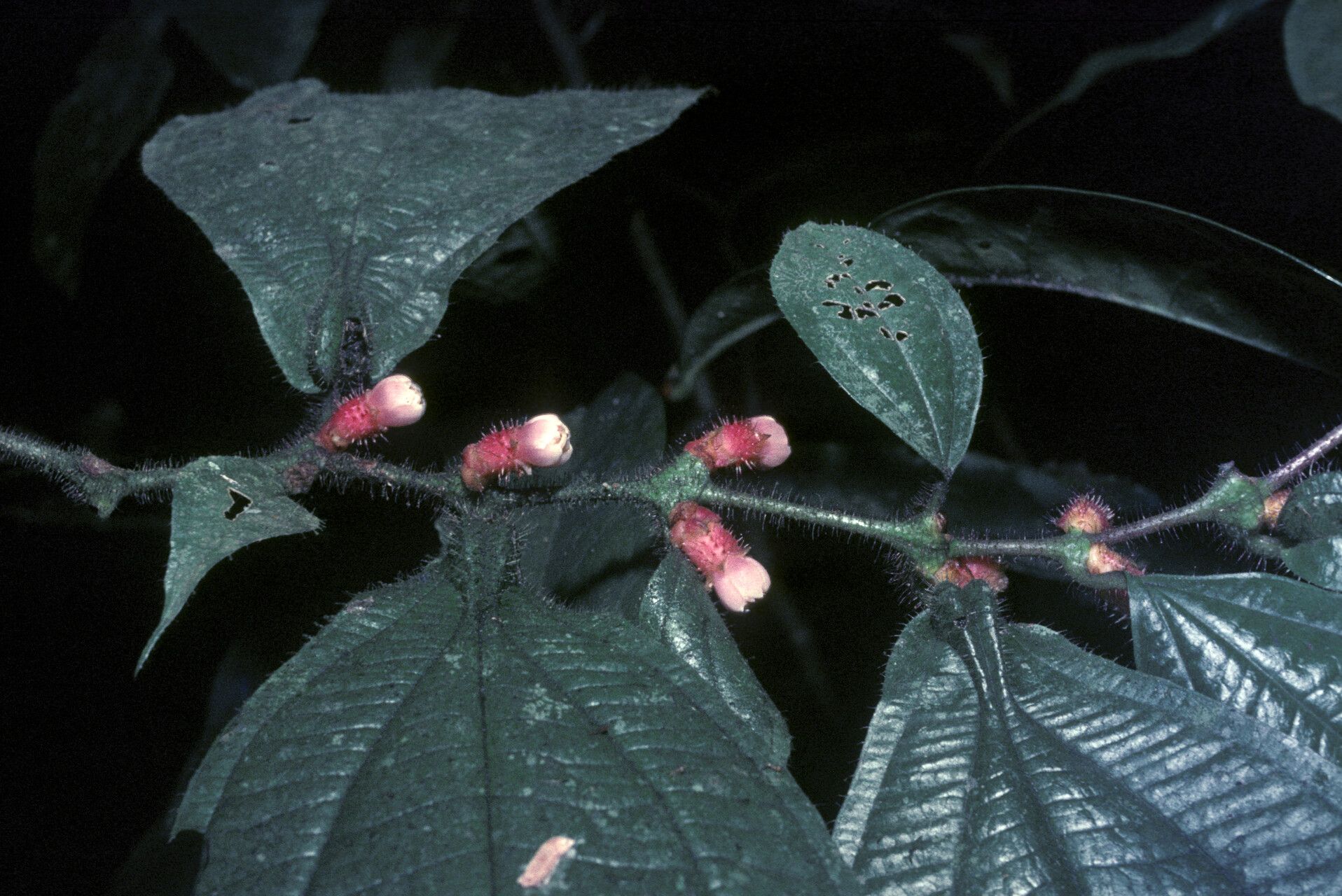 Miconia mayeta flower