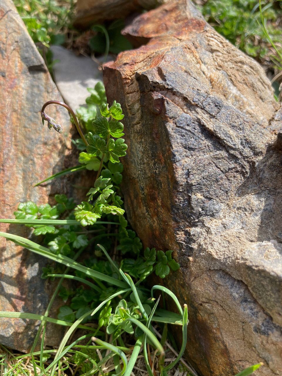 Thalictrum alpinum — search result for 'and Greenland'