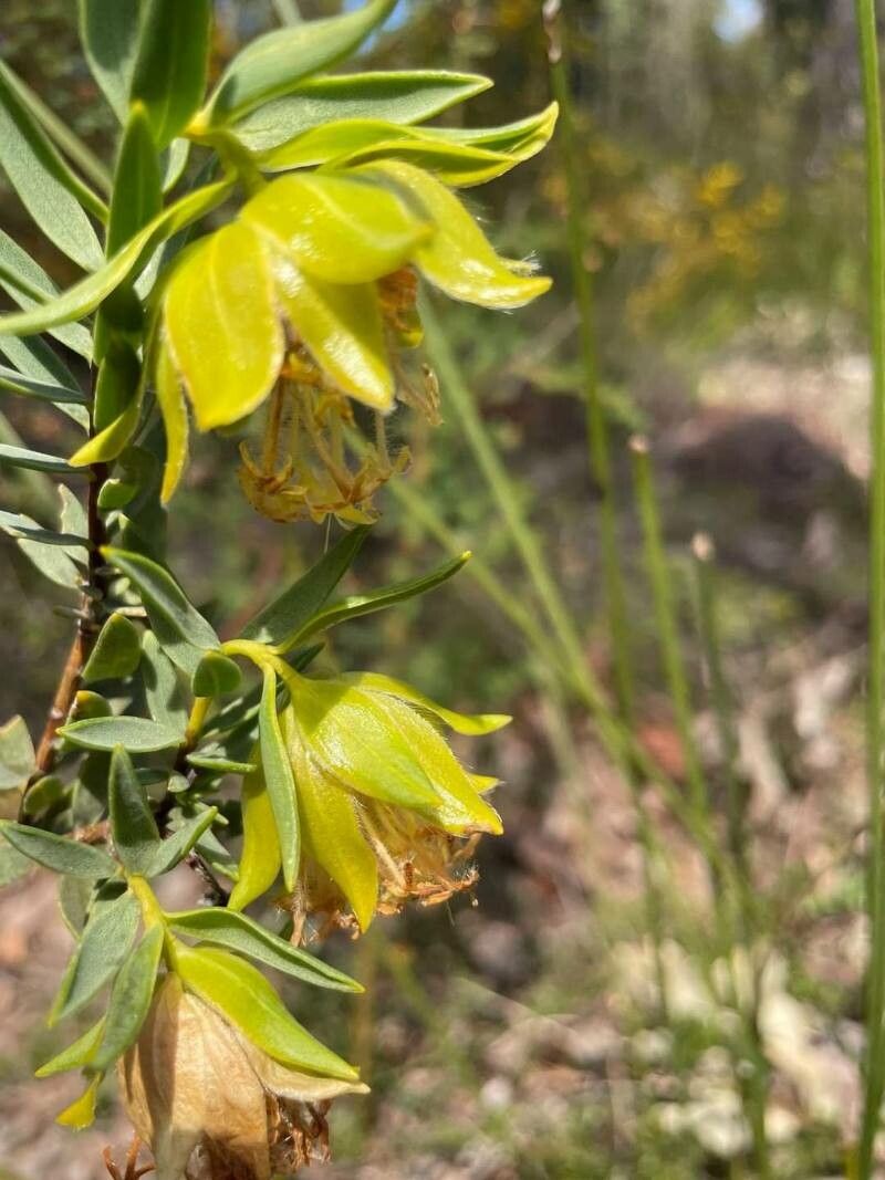 Diplolaena drummondii — related species from the same genus