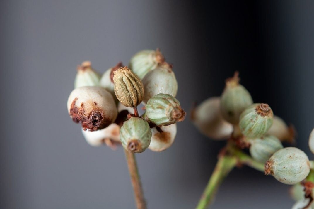 Psychotria rufipilis — houseplant care guide