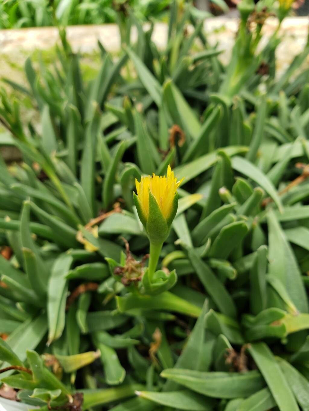 Bergeranthus scapiger flower
