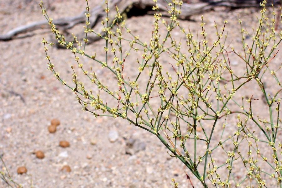 Eriogonum brachyanthum — search result for 'Eriogonum'