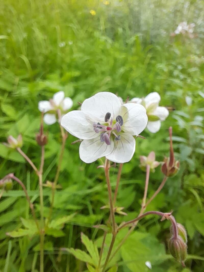 Geranium albiflorum