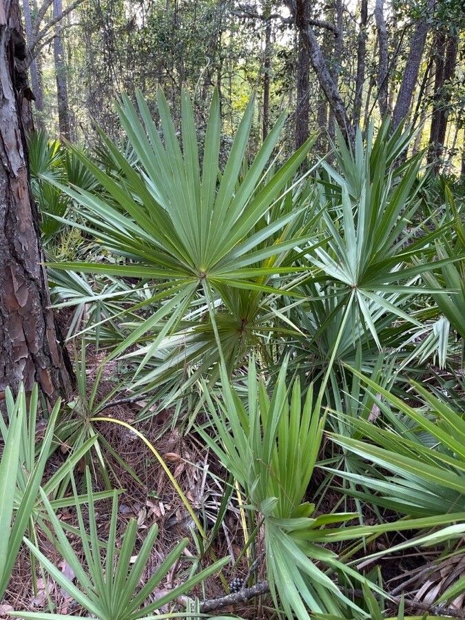 Serenoa repens — salt tolerant houseplant