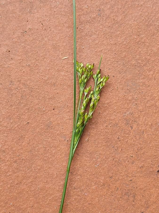 Juncus interior — search result for 'Juncus'