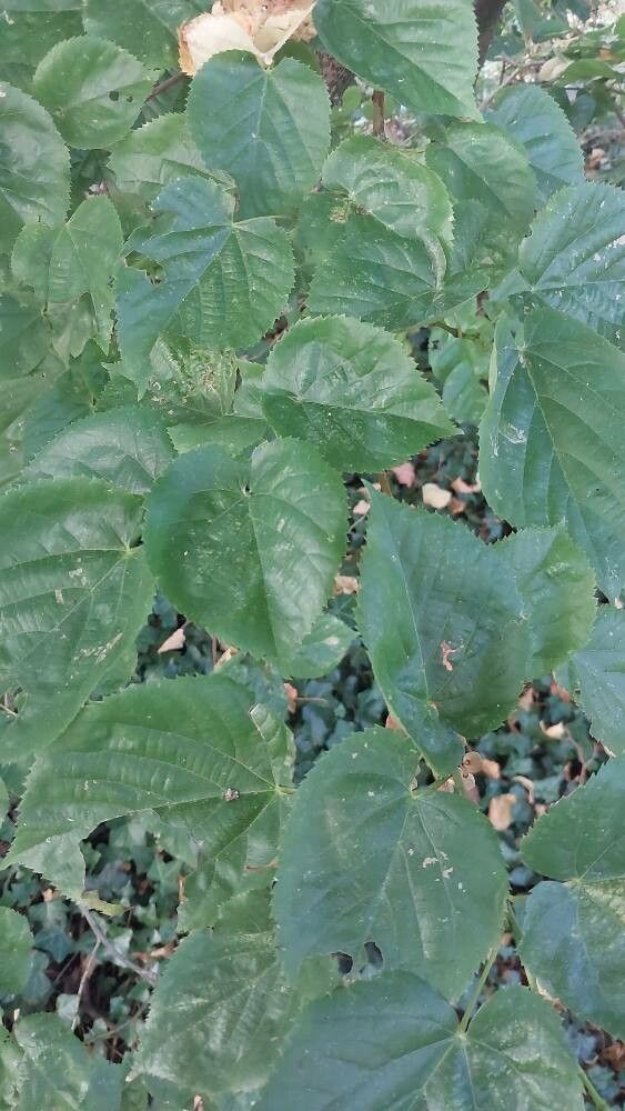 Tilia mandshurica — cold hardy houseplant