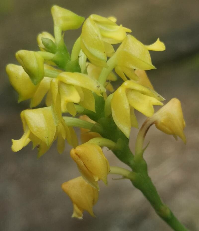 Polystachya pyramidalis flower