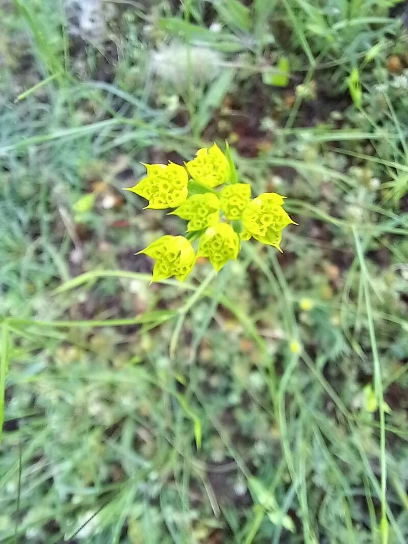 Bupleurum apiculatum — related species from the same genus
