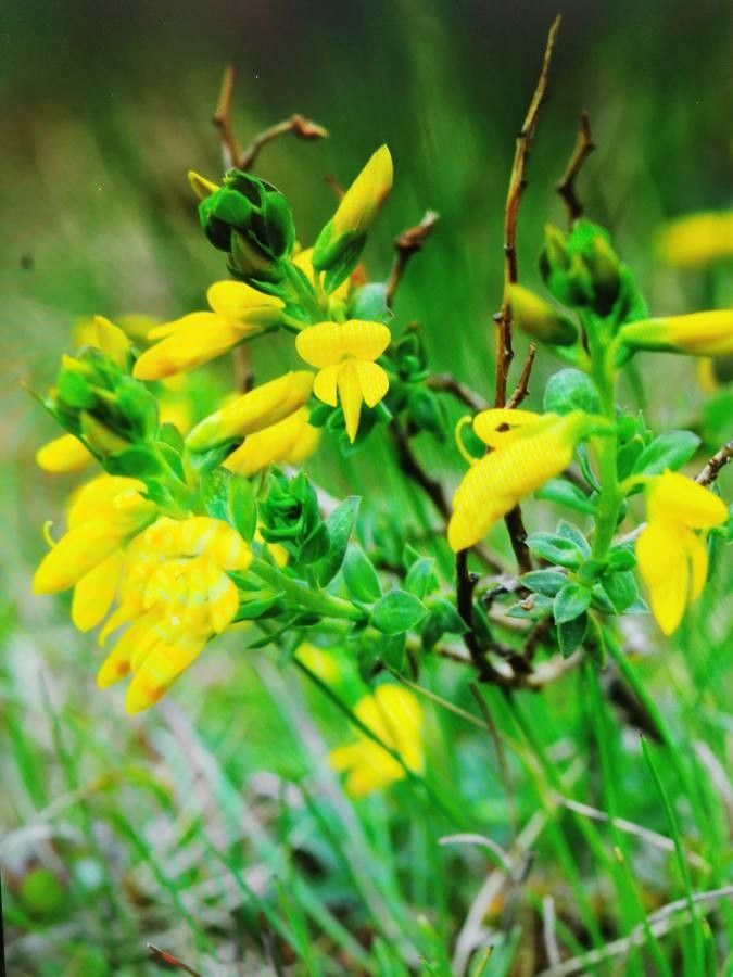 Genista anglica leaf