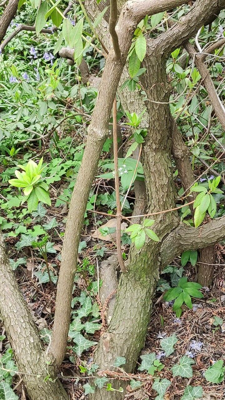 Rhododendron augustinii bark