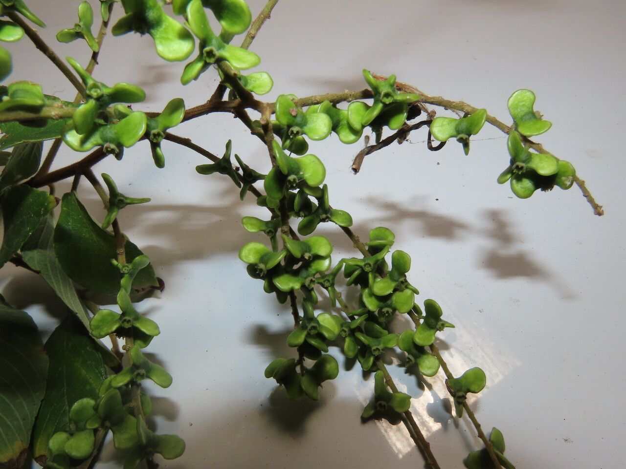 Gouania polygama fruit