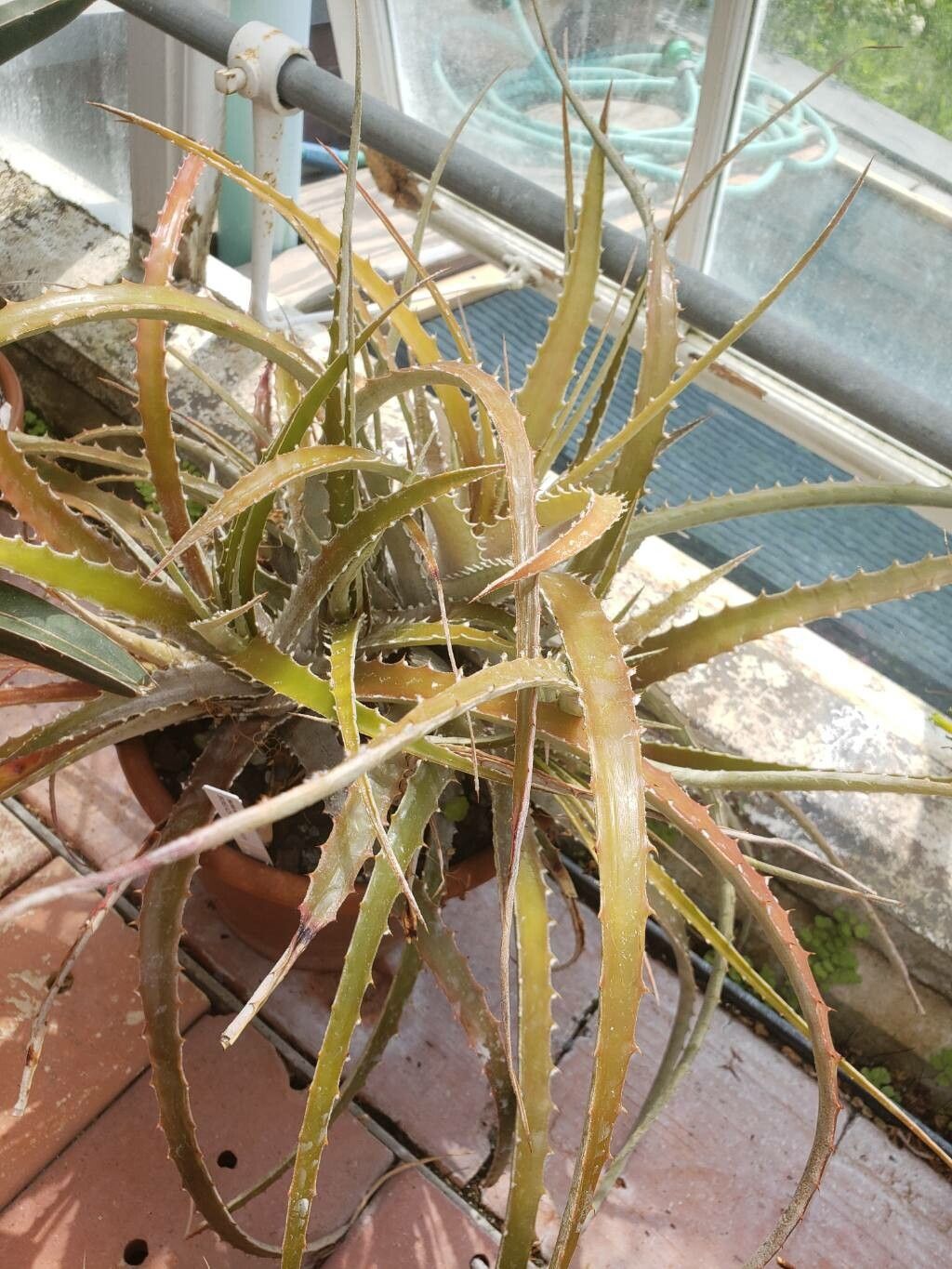Hechtia marnier-lapostollei — houseplant care guide