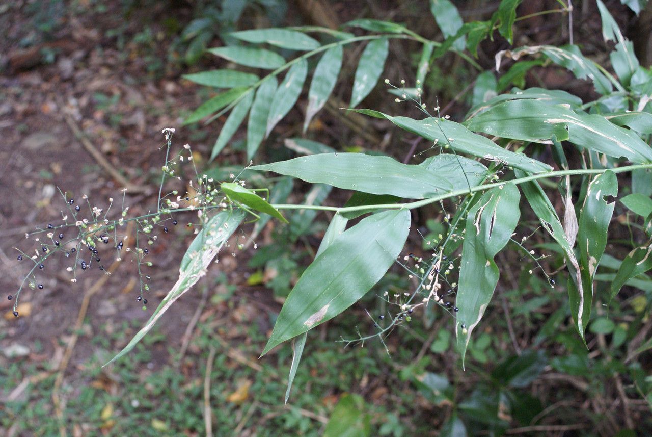 Lasiacis maculata habit