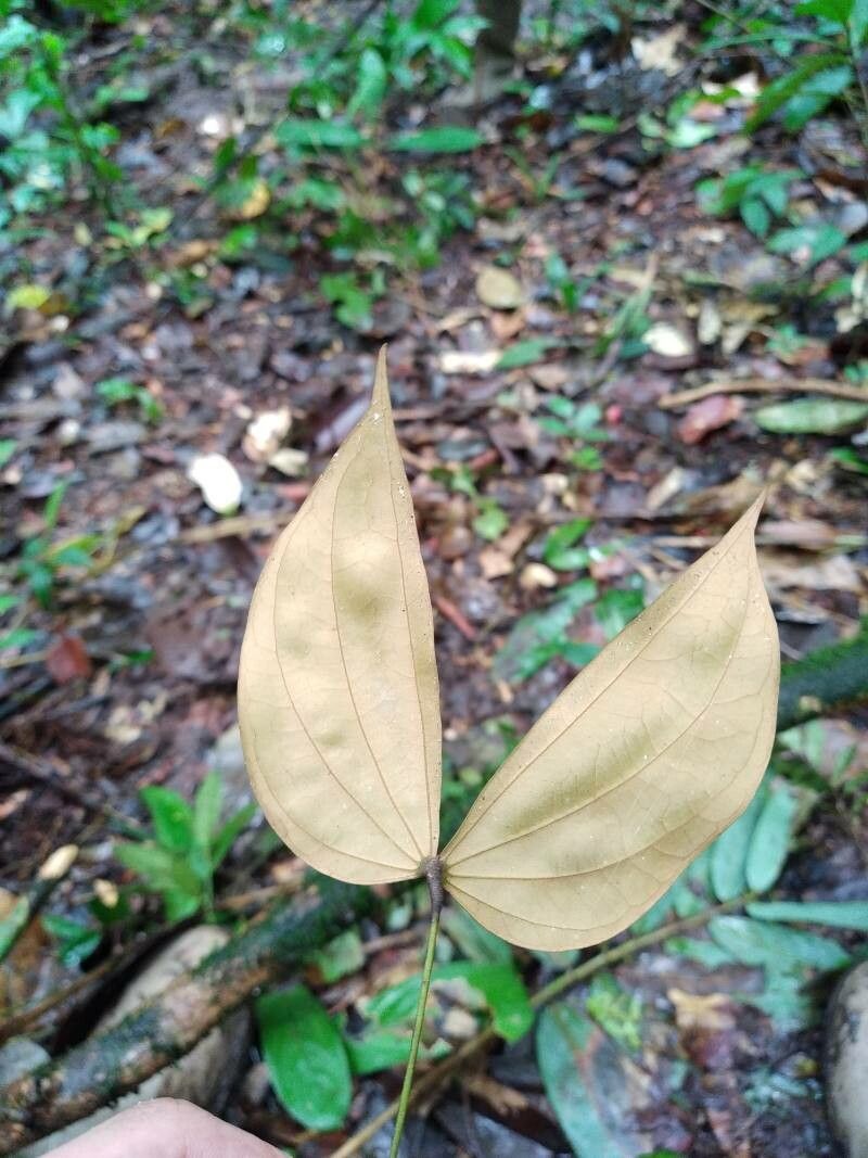 Bauhinia guianensis — search result for 'Bauhinia'