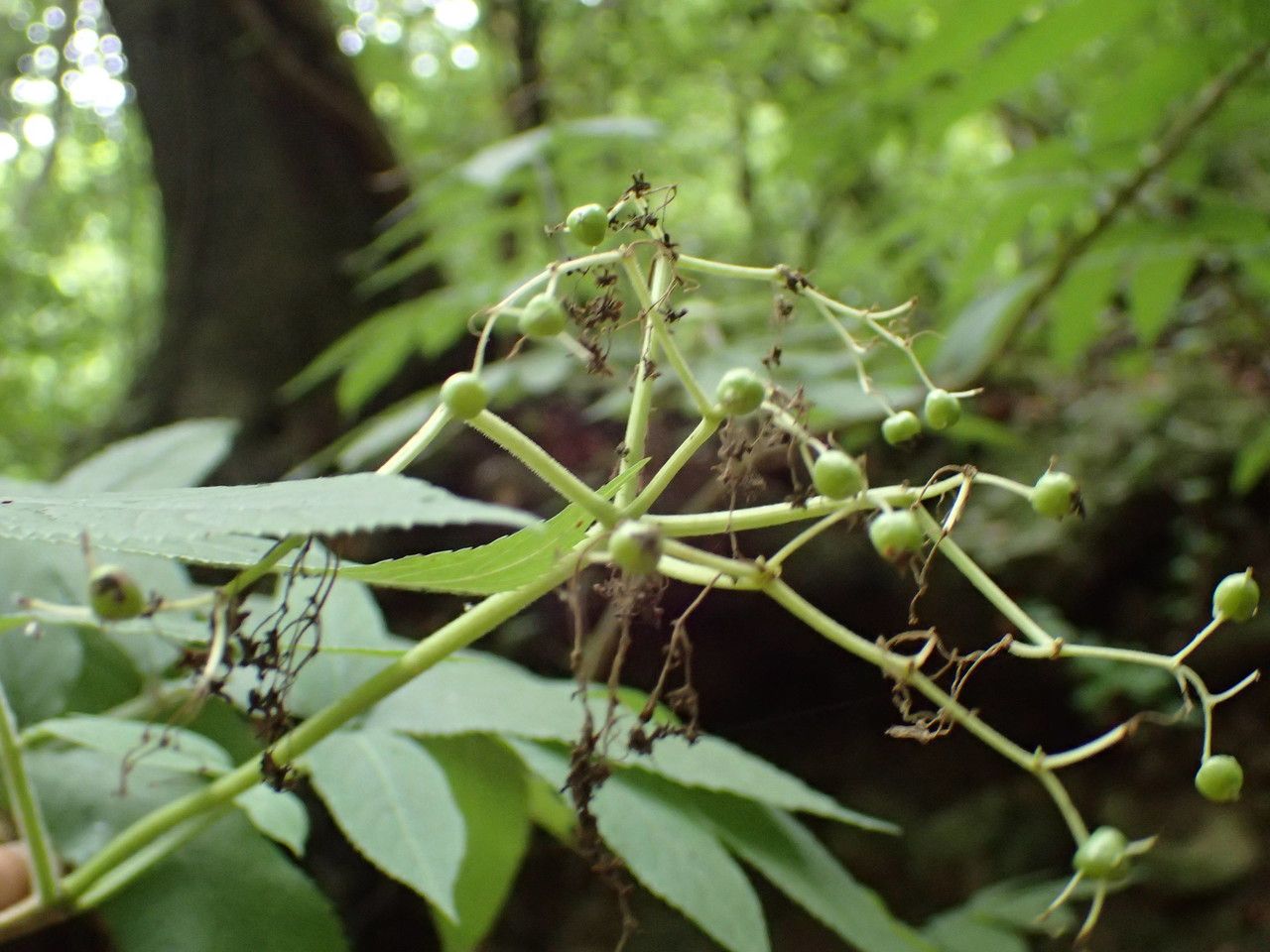 Sambucus palmensis fruit