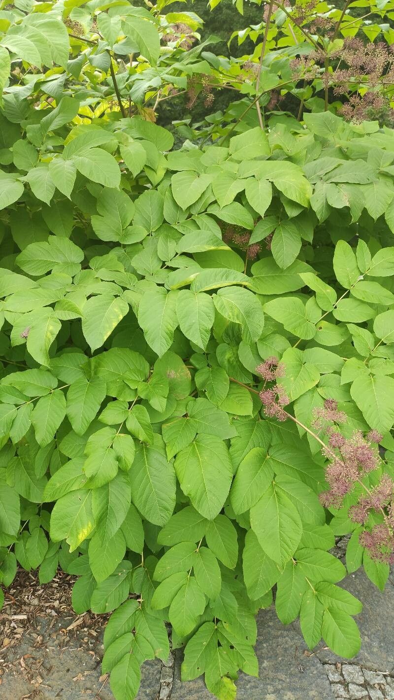Aralia californica — related species from the same genus