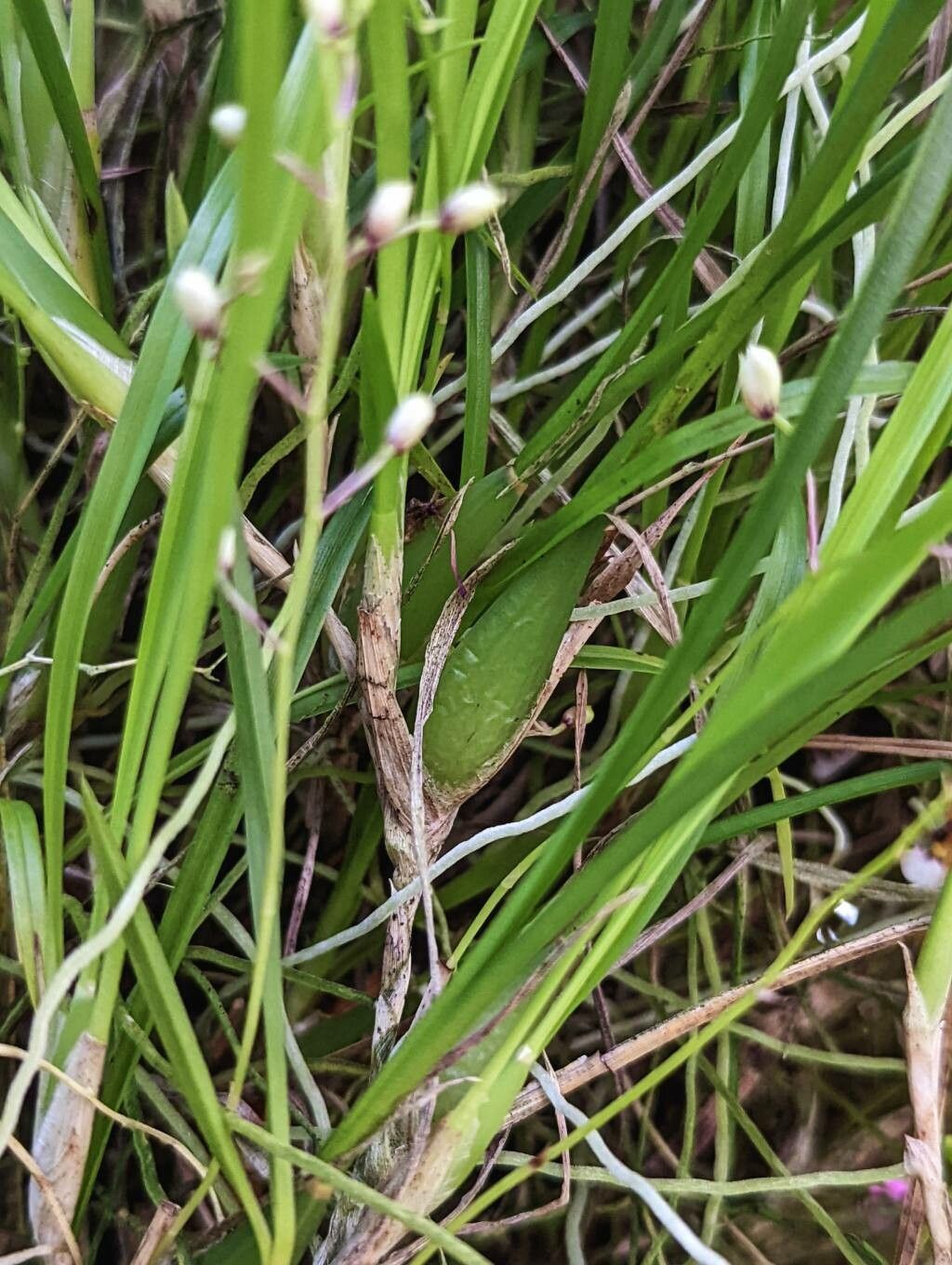 Gomesa radicans — search result for 'Orchidaceae'