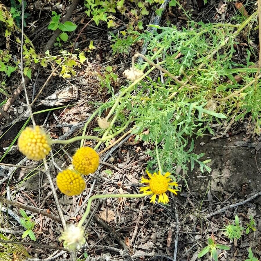 Gaillardia megapotamica habit