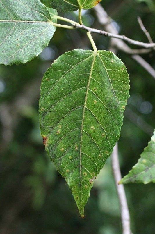Ficus lateriflora — search result for 'Moraceae'