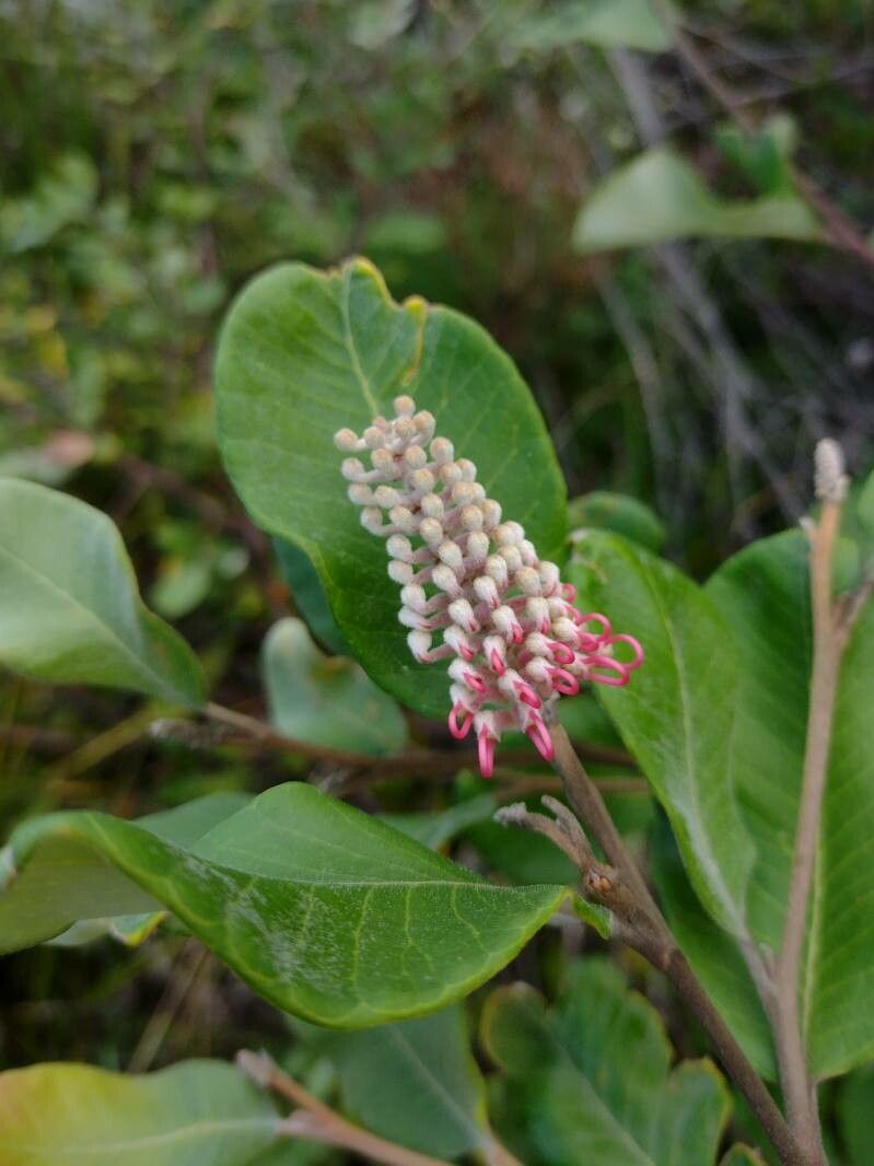 Grevillea macleayana flower