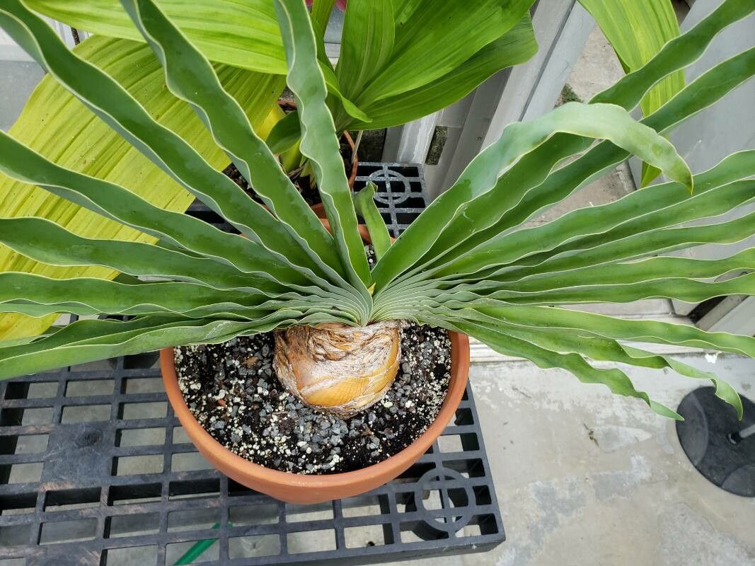 Boophone disticha habit