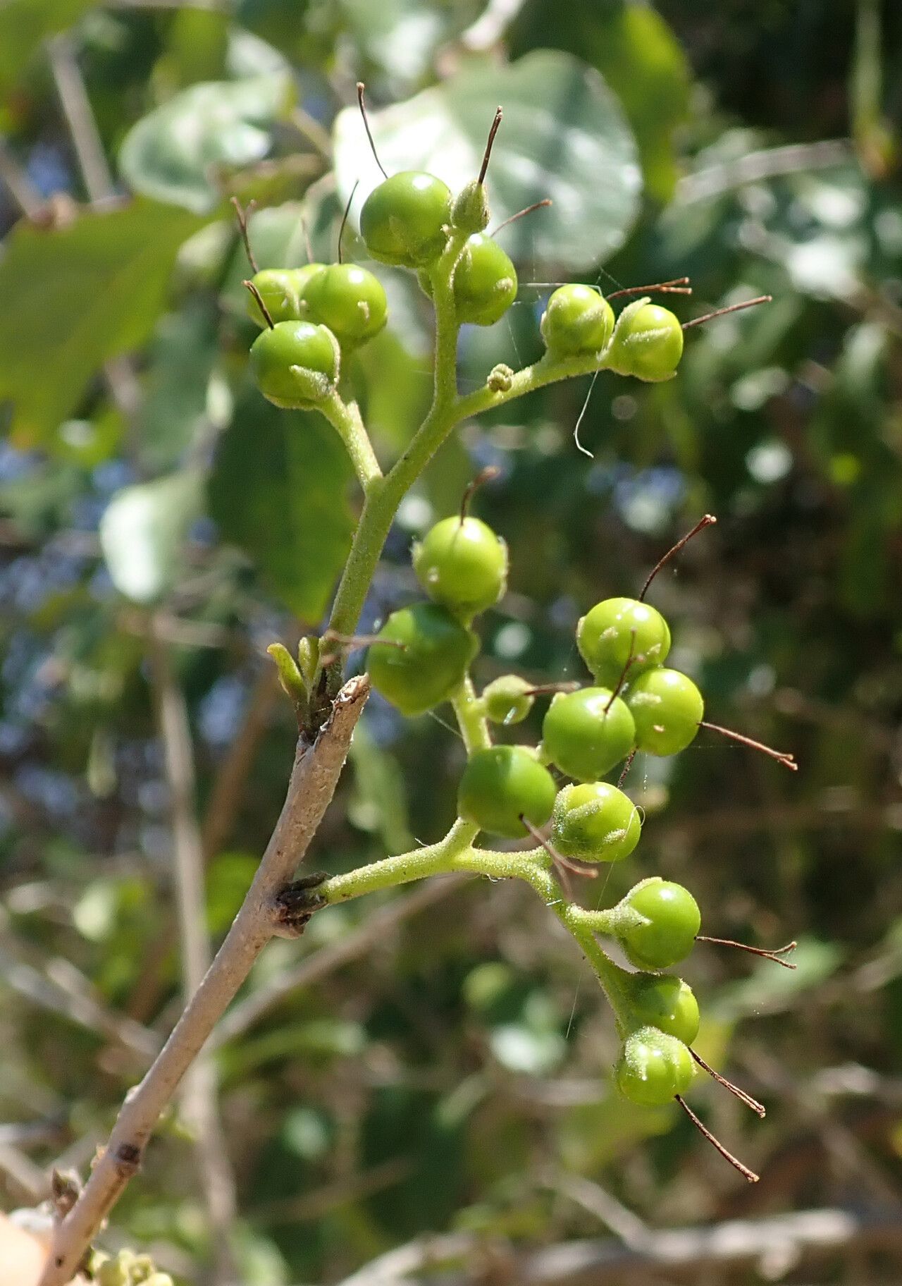 Ehretia phillipsonii fruit