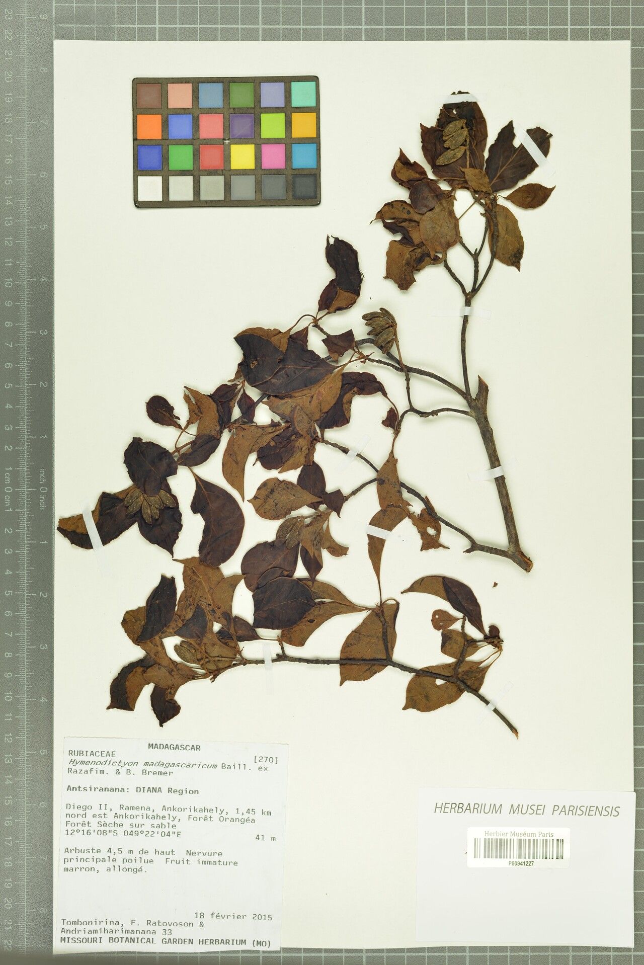 Hymenodictyon madagascaricum — houseplant care guide