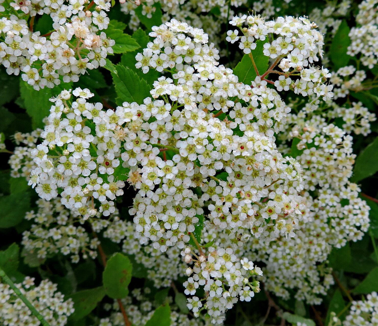 Spiraea decumbens flower