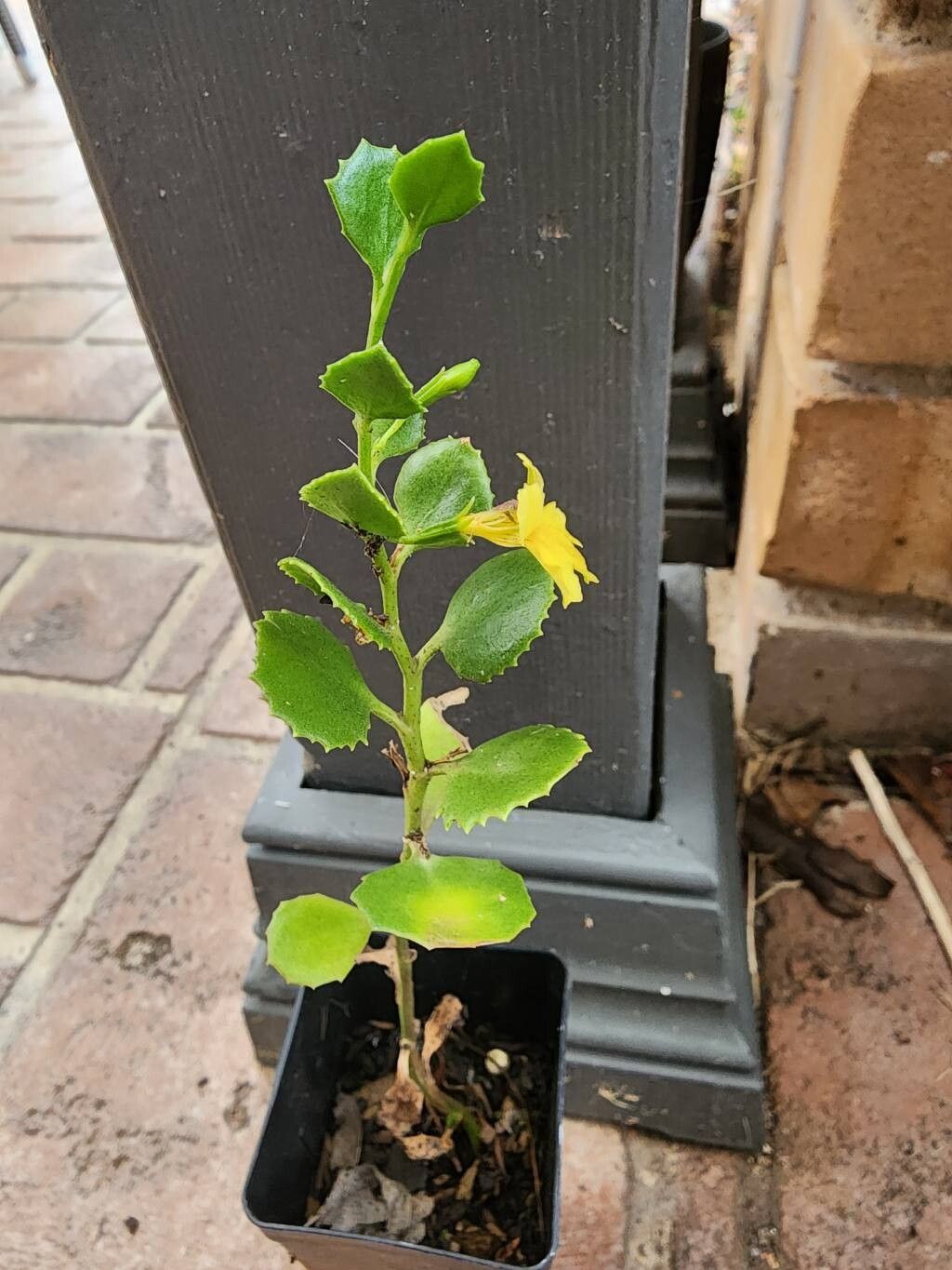 Goodenia varia flower